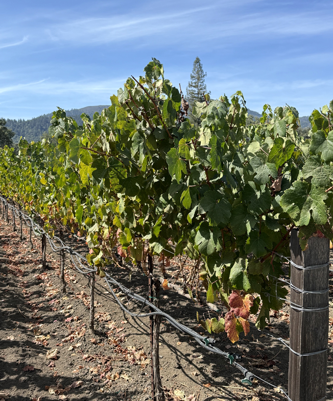 Vineyards at the entrance to the winery.